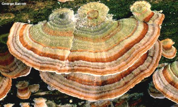 Coriolus versicolor ، Polyporus versicolor